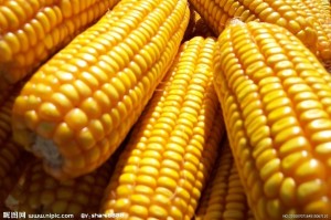玉米价值为何大幅上涨？这种上涨对市场参与者有何影响？